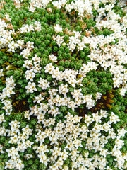Kelleria croizatii