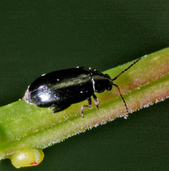 Phyllotreta