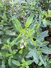 Solanum parishii