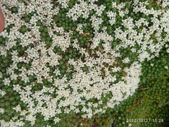 Kelleria croizatii