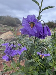 Solanum parishii