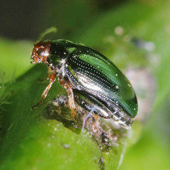 Psylliodes chrysocephala