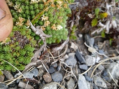 Kelleria croizatii