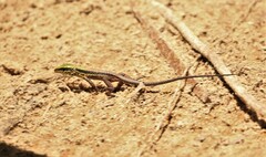 Ameiva atrigularis
