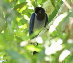 Cyanocorax violaceus