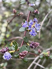 Ceanothus tomentosus