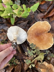 Leucopaxillus gentianeus