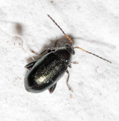 Phyllotreta