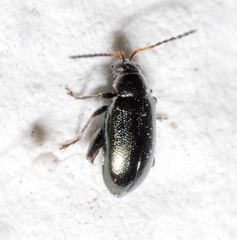 Phyllotreta