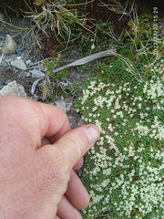 Kelleria croizatii