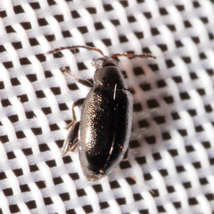Phyllotreta