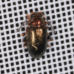 Crepidodera plutus