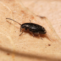 Phyllotreta