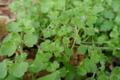 Veronica hederifolia-sublobata-triloba