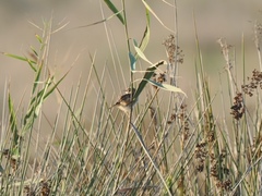 Cisticola juncidis juncidis