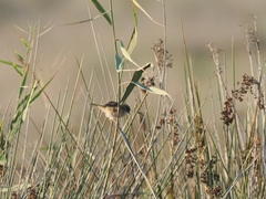 Cisticola juncidis juncidis