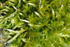 Calliergonella cuspidata