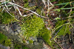 Calliergonella cuspidata