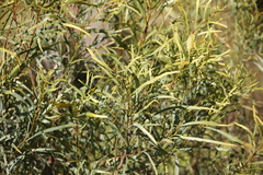 Acacia decora