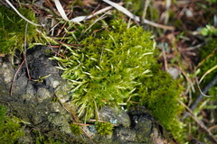 Calliergonella cuspidata