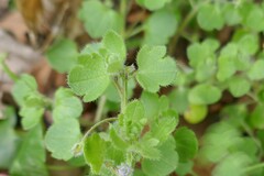 Veronica hederifolia-sublobata-triloba