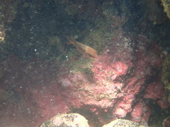 Neoniphon vexillarium