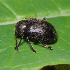 Bromius obscurus