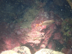 Neoniphon vexillarium