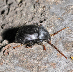 Accanthopus velikensis