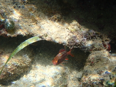 Sargocentron coruscum