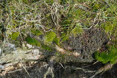 Calliergonella cuspidata