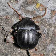 Accanthopus velikensis