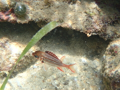 Sargocentron coruscum