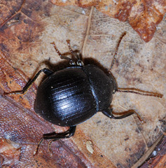 Accanthopus velikensis