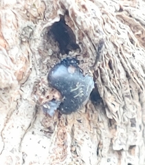 Ophiocordyceps unilateralis