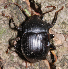 Accanthopus velikensis