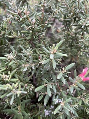 Grevillea lanigera