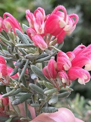 Grevillea lanigera