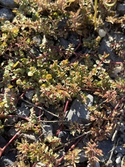 Euphorbia serpens