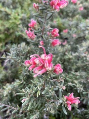 Grevillea lanigera