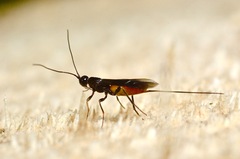 Coeloides filiformis