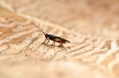 Coeloides filiformis