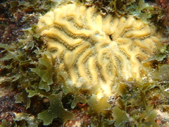Pseudodiploria clivosa