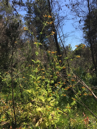 Loasa sclareifolia (Loasa sclareifolia)