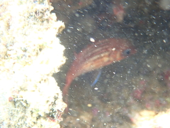 Neoniphon vexillarium