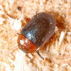 Gastrophysa polygoni