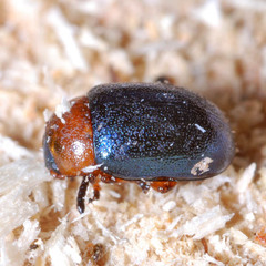 Gastrophysa polygoni