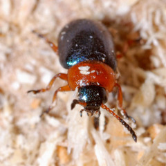Gastrophysa polygoni