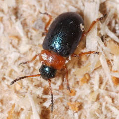 Gastrophysa polygoni