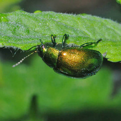 Chrysolina herbacea